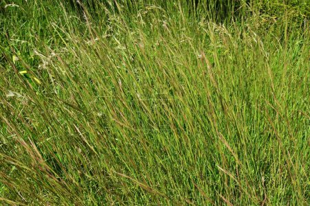 Andropogon virginicus (Bluestem de Broomsedge). Poaceae mauvaises herbes vivaces. Il est originaire d'Amérique du Nord et pousse en colonies dans des lots vacants..