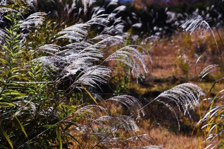 Hierba japonesa de pampas a finales de otoño. Material de fondo estacional.