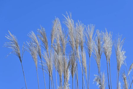 Photo for Japanese pampas grass in late autumn. Seasonal background material. - Royalty Free Image