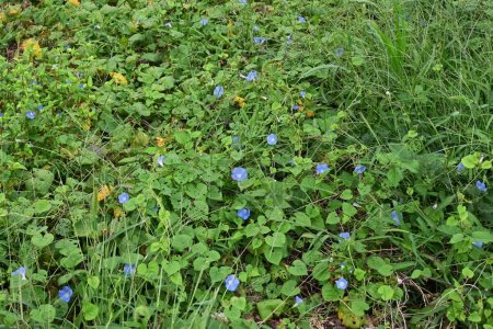 Japanischer Morgenruhm blüht. Convolvulaceae jährliche Rebe. Blüht von Juni bis Oktober. Die Samen sind giftig, haben aber auch medizinische Anwendungen.