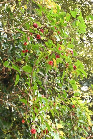 Scharlachrote Kadsura (Kadsura japonica) Beeren. Schisandraceae immergrüner Weinstock. Kleine blassgelbe Blüten im Sommer und rote Gesamtfrüchte im Spätherbst. Für Gartenbäume verwendet