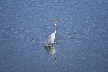 Ein Silberreiher flattert mit seinen Flügeln in einem Bach. Hintergrundmaterial von Wildvögeln.