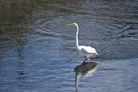 A white egret flapping its wings in a stream. Background material of wild birds.