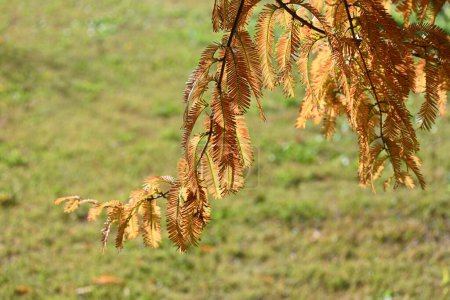 Photo for Dawn redwood ( Metasequoia glyptostroboides ) autumn leaves. Cupressaceae deciduous tree. Thought to be a fossil plant, it was confirmed to grow naturally in China in the middle of the 20th century. - Royalty Free Image