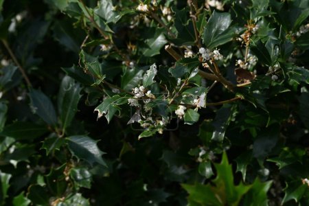 Falsche Stechpalme (Osmanthus heterophyllus) blüht. Oleaceae Zweihäusiger immergrüner Baum. Süß duftende weiße Röschen blühen von Oktober bis Dezember.