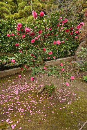 Foto de Sasanqua (Camellia sasanqua) flores. Theaceae evergreen tree. Florece de octubre a diciembre. - Imagen libre de derechos
