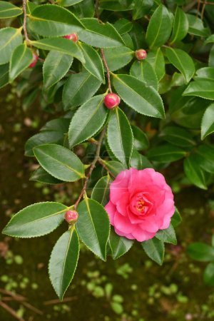 Foto de Sasanqua (Camellia sasanqua) flores. Theaceae evergreen tree. Florece de octubre a diciembre. - Imagen libre de derechos