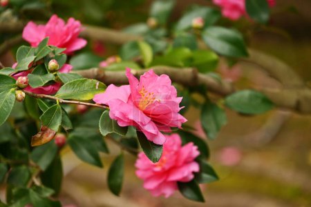 Téléchargez les photos : Fleurs de Sasanqua (Camellia sasanqua). Théacées arbre sempervirent. Floraison d'octobre à décembre. - en image libre de droit