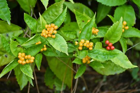 Bayas de sarcandra japonesas. Chloranthaceae arbusto siempreverde. Crece en sombra parcial y las bayas maduran rojas de noviembre a enero. También hay variedades de bayas amarillas.