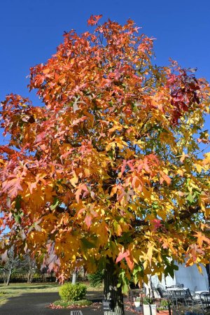 American sweetgum ( Liquidambar styraciflua ) tree autumn leaves. Altingiaceae deciduous tree.