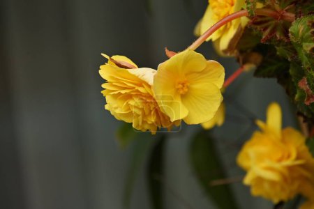 Téléchargez les photos : Elatior begonia (Riegaers begonia) fleuris.Begoniaceae plantes vivaces. Floraison pendant les saisons autres que le milieu de l'été. - en image libre de droit