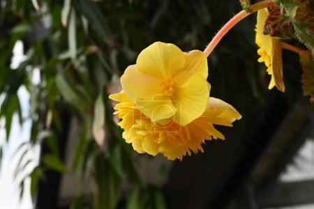 Téléchargez les photos : Elatior begonia (Riegaers begonia) fleuris.Begoniaceae plantes vivaces. Floraison pendant les saisons autres que le milieu de l'été. - en image libre de droit