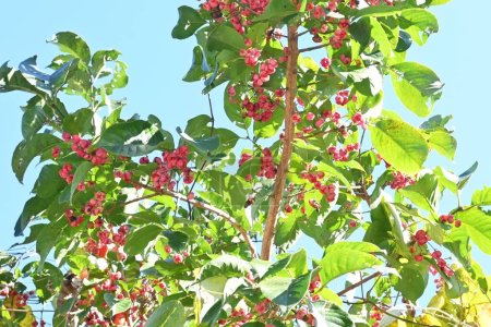  Japanische Spindelbaumbeeren. Celastraceae zweihäusiger Laubbaum. Hellgrüne Blumen blühen im Frühsommer, Beeren reifen im Herbst und produzieren 4 rote Samen.