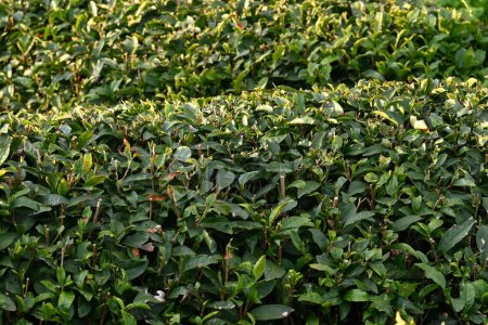 Foto de Cultivo de plantas de té. Las hojas se recogen y secan para hacer té verde o té negro.. - Imagen libre de derechos