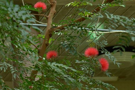 Red powder-puff ( Calliandrahaematocephala ) blossoms. Fabaceae evergreen shrub native to South America.