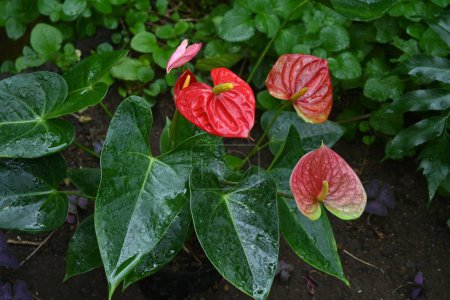 Anthurium andreanum (Lirio llameante) flores. Araceae plantas perennes perennes nativas de América tropical. Las espatas y flores rojas en forma de corazón son espádice en forma de palo.