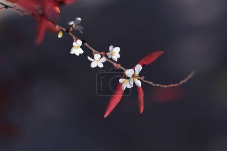 Foto de Dulce de Thunberg (Spiraea thunbergii) Hojas de otoño y flores que florecen fuera de temporada.Rosaceae arbusto caducifolio. - Imagen libre de derechos