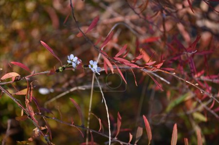 Foto de Dulce de Thunberg (Spiraea thunbergii) Hojas de otoño y flores que florecen fuera de temporada.Rosaceae arbusto caducifolio. - Imagen libre de derechos