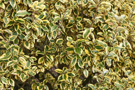 Téléchargez les photos : Elaeagnus pungens 'Gilt Edge'. Native to Japan Elaeagnaceae evergreen shrub. - en image libre de droit