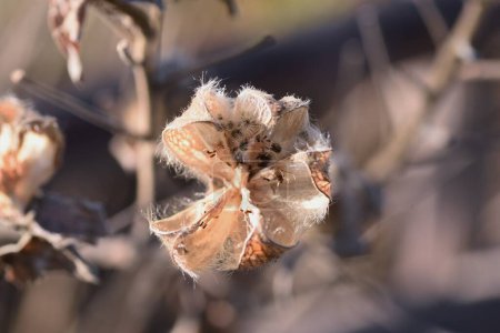Photo for Cotton rosemallow seeds. Malvaceae deciduous shrub. The flowering season is from July to October. The fruit is a capsule, covered with hairs, and has numerous seeds. - Royalty Free Image
