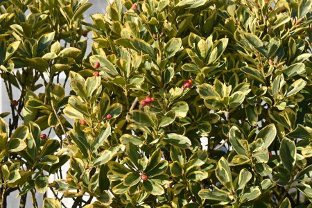 Téléchargez les photos : The variegated leaf Japanese spindle tree hedge and berries. Celastraceae evergreen shrub. Many florets bloom in summer, and berries ripen in autumn and dehiscence to produce orange-red seeds. - en image libre de droit