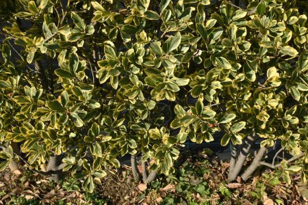 Téléchargez les photos : The variegated leaf Japanese spindle tree hedge and berries. Celastraceae evergreen shrub. Many florets bloom in summer, and berries ripen in autumn and dehiscence to produce orange-red seeds. - en image libre de droit