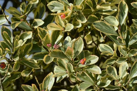The variegated leaf Japanese spindle tree hedge and berries. Celastraceae evergreen shrub. Many florets bloom in summer, and berries ripen in autumn and dehiscence to produce orange-red seeds.