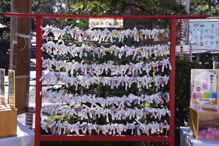 Téléchargez les photos : Playing 'Omikuji' at a Japanese shrine. Omikuji is a written fortune-telling about the person's near future on a slip of paper. - en image libre de droit