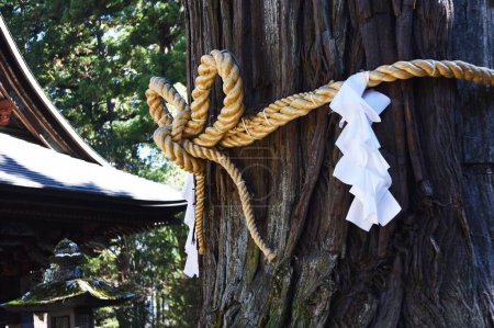 Photo for 'Shimenawa' ( Shinto straw festoon ) in the japanese shrine. Shimenawa consists of a rice-straw rope and white paper cut in stripes. It is considered a barrier against evil spirits. - Royalty Free Image