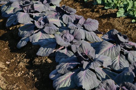 Foto de Cabbage cultivation. Brassicaceae vegetables rich in vitamin C and vitamin U are used in salads, stews, and stir-fries. - Imagen libre de derechos