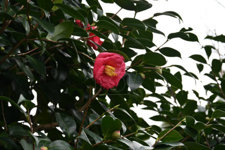 Foto de Camellia flowers. Blooms from winter to spring. Although camellia and sasanqua flowers are very similar, camellia scatters the whole flower, but sasanqua scatters the petals separately. - Imagen libre de derechos