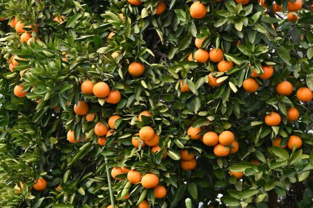 Photo for Japanese citrus called 'Iyokan' ( Citrus Iyo ) Harvest. A type of tangor grown mainly in Ehime Prefecture, Japan. - Royalty Free Image