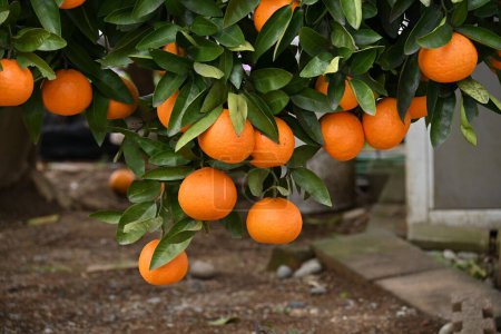 Téléchargez les photos : Japanese citrus called 'Iyokan' ( Citrus Iyo ) Harvest. A type of tangor grown mainly in Ehime Prefecture, Japan. - en image libre de droit