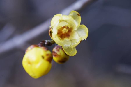 Wintersweet flowers. Calycanthaceae deciduuouus shrub. Yellow translucent fragrant flowers bloom slightly downward from January to February.