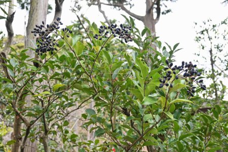 Téléchargez les photos : Japanese privet berries. Oleaceae evergreen shrub. Many small white flowers bloom in early summer, and berries ripen to purple-black in autumn. Used for windbreaks and hedges. - en image libre de droit