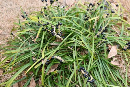 Téléchargez les photos : Big blue lilyturf ( Liriope muscari ) berries. Light purple flowers bloom densely from summer to autumn. Glossy berries turn from green to black-purple when ripe. - en image libre de droit