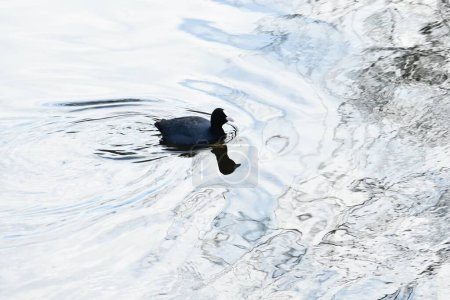 Téléchargez les photos : Coots ( Fulica atra ) foraging for food in the stream. Rallidae wild bird. - en image libre de droit