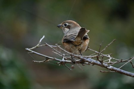 A female shrike. The difference between males and females is the male Eye-stripe are black, but that of the female is brown, and the pattern on the abdomen of the female is clear.