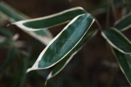Foto de Kuma bamboo grass ( Sasa veitchii). Poaceae evergreen plants. Young leaves are dark green overall, but in winter the edges wither and turn white. - Imagen libre de derechos