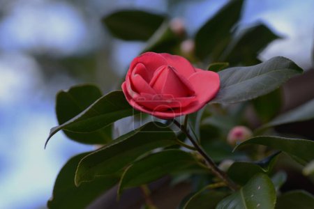 Camellia flowers. It is characterized by rose-like flowers and glossy green leaves. The Japanese love its beauty and use camellia oil for beauty, and it is also a tree that has been used as wood.