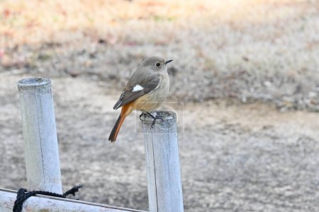A female Daurian redstart. Passeriformes Muscicapidae. It is a migratory bird often seen in winter in Japan.