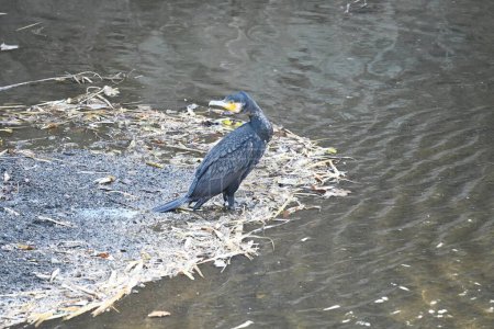 Photo for Great cormorant in the stream. Black plumage, yellow hooked beak, and webbed feet. It preys on fish in waterside areas such as rivers. - Royalty Free Image