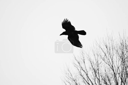 Crows. Bird background image. Passeriformes Corvidae. Crows are among the most intelligent birds.