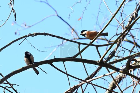 Foto de A varied tit. Passerifornes Paridae. It is an omnivore and eats insects and nuts on trees by holding them with its feet. It is a smart and friendly wild bird. - Imagen libre de derechos