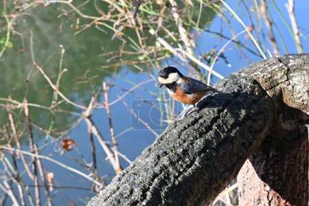 Téléchargez les photos : A varied tit. Passerifornes Paridae. It is an omnivore and eats insects and nuts on trees by holding them with its feet. It is a smart and friendly wild bird. - en image libre de droit