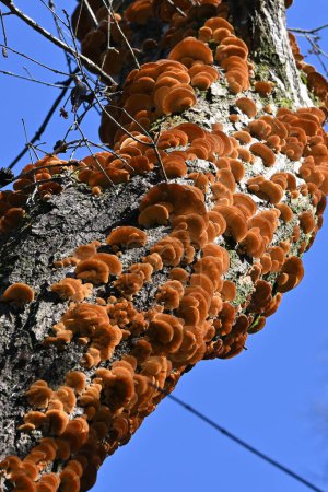 Téléchargez les photos : Inonotus mikadoi. Hymenochaetaceae mushroom. A fungus that infects wood with mushrooms that grow in colonies on dead stems of the Rosaceae family. - en image libre de droit