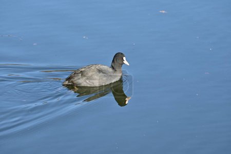 Common coot (Fulica atra) swimming in the lake looking for food.