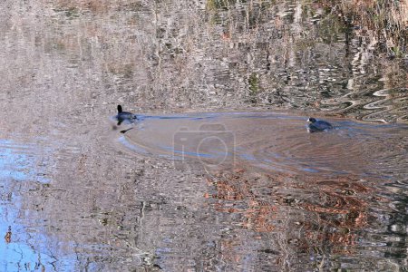 Coot común (Fulica atra) nadando en el lago en busca de comida.