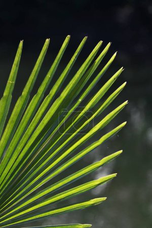 Foto de Palm tree leaves. Background material of the natural formative art. - Imagen libre de derechos