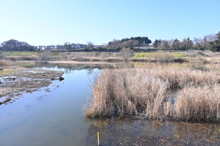 The common reed in the retarding basin. Common reed are Poaceae perennial plants that form tall colonies in rivers and marshes.